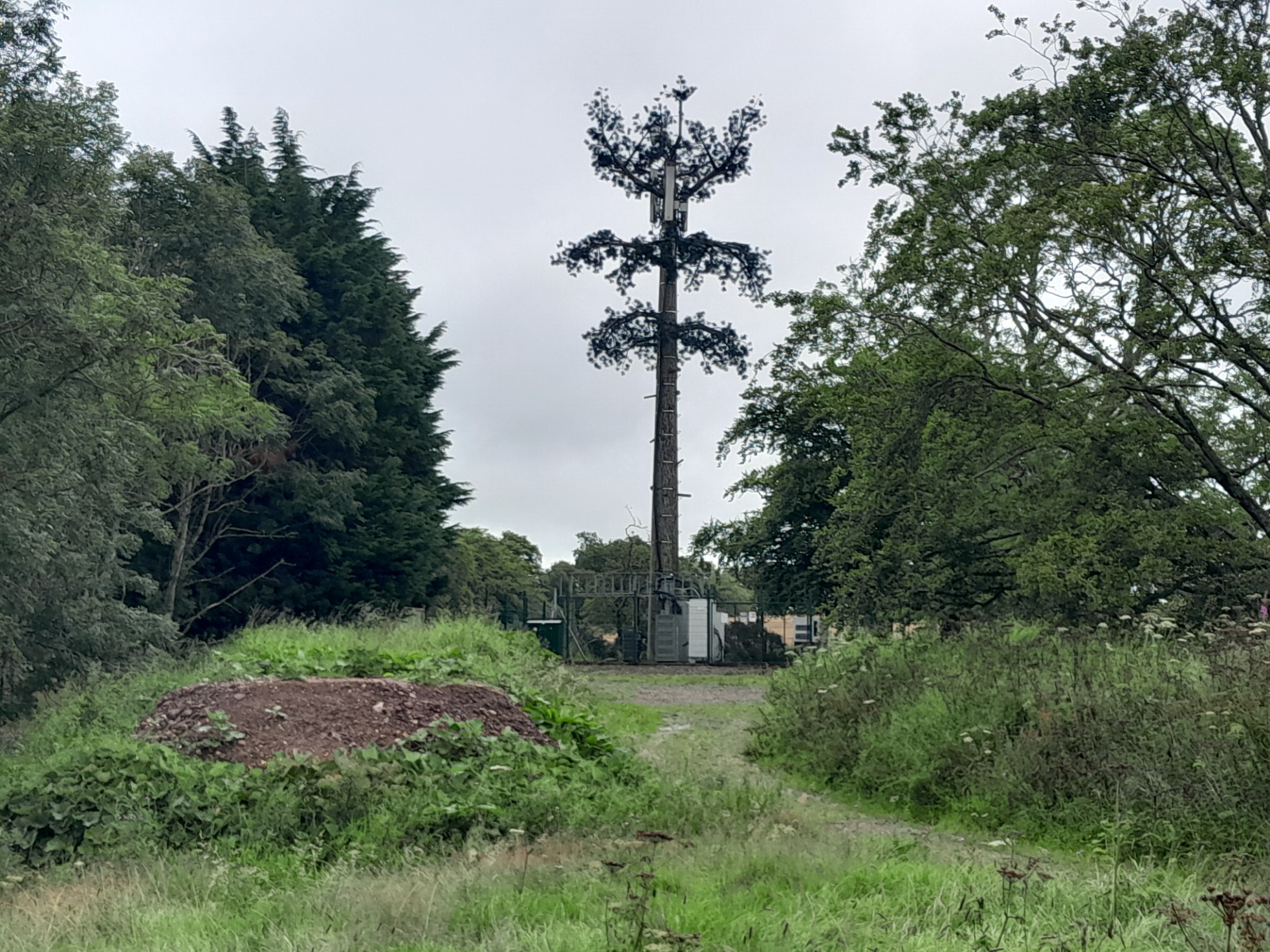 When is a tree not a tree?