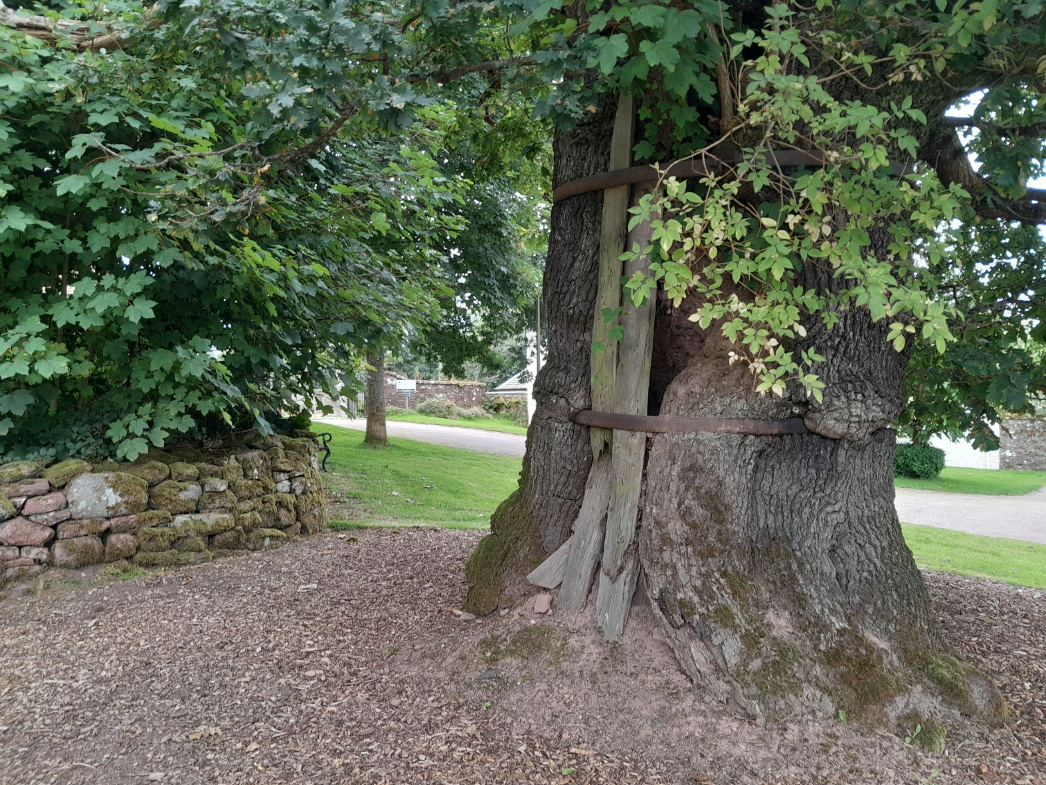 The Clachan Oak: Balfron’s Living Emblem